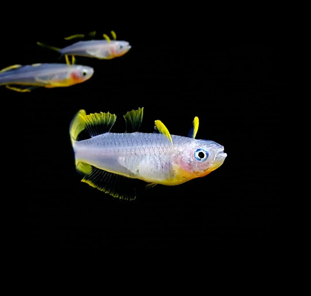 Gabelschwanz-Blauaugen (Pseudomugil furcatus): Farbenfrohe und lebhafte Schwarmfische für dein Aquarium AquaTimo