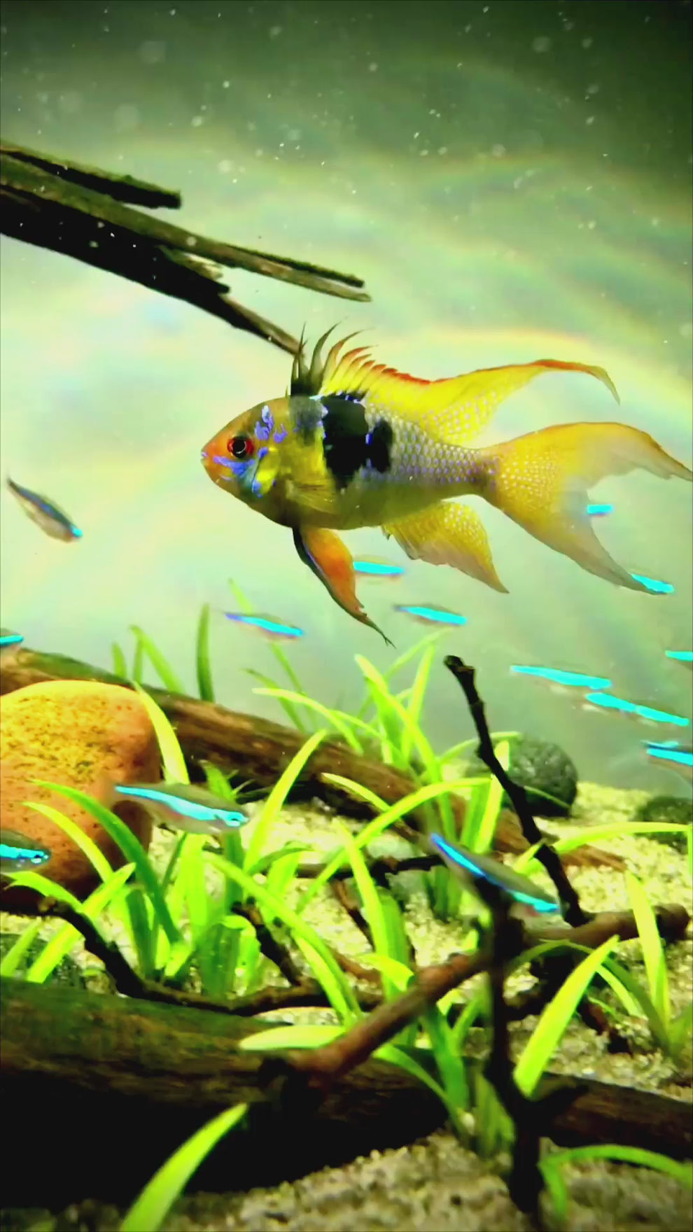 Zucht von Schmetterlingsbuntbarschen im Aquarium – so gelingt die Nachzucht