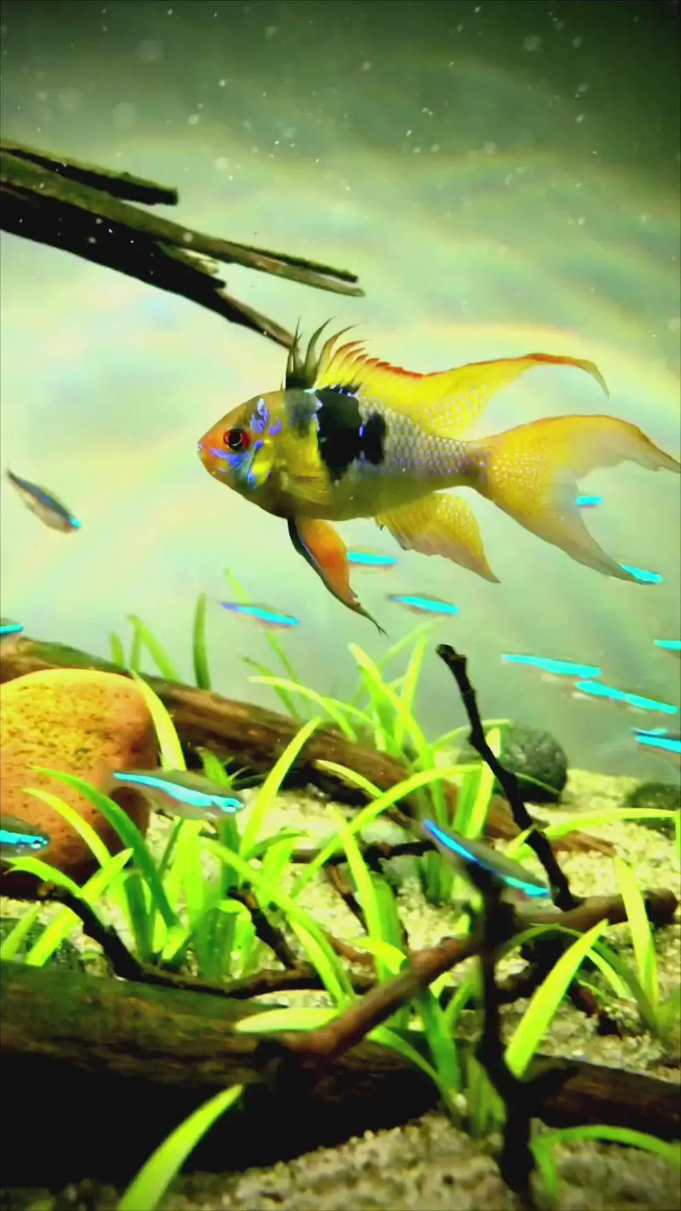 Zucht von Schmetterlingsbuntbarschen im Aquarium – so gelingt die Nachzucht AquaTimo