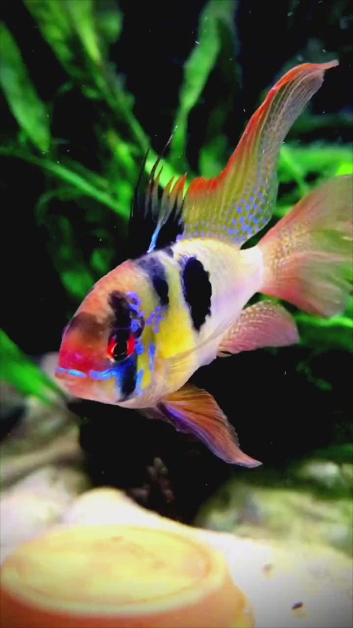 🌿 Schmetterlingsbuntbarsche und Pflanzen: Welche Aquarienpflanzen passen?