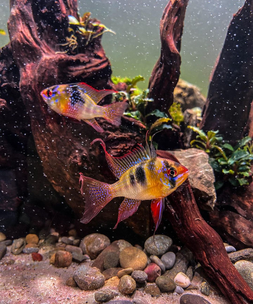 Zuchtbericht: Schmetterlingsbuntbarsche (Mikrogeophagus ramirezi)