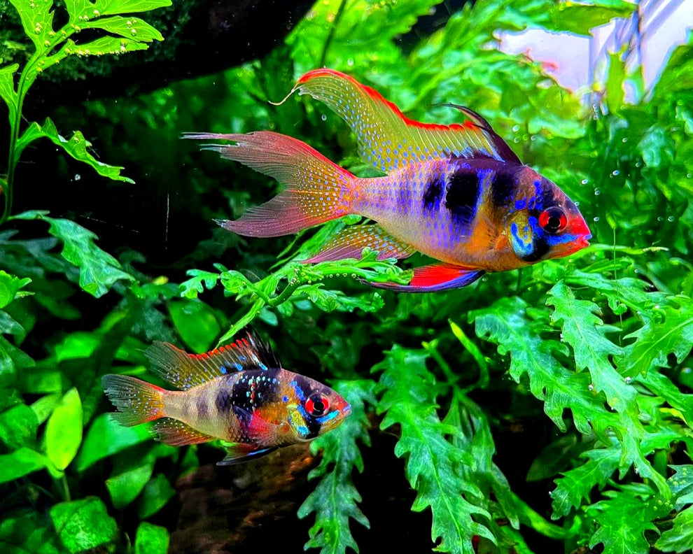 Das ideale Aquarium für Schmetterlingsbuntbarsche einrichten