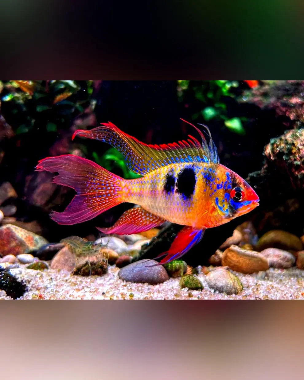 Schmetterlingsbuntbarsche richtig halten: Grundlagen für Einsteiger AquaTimo