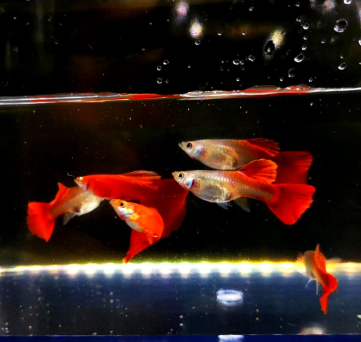 Guppy-Männchen oder -Weibchen? So erkennst du den Unterschied 🐠💡