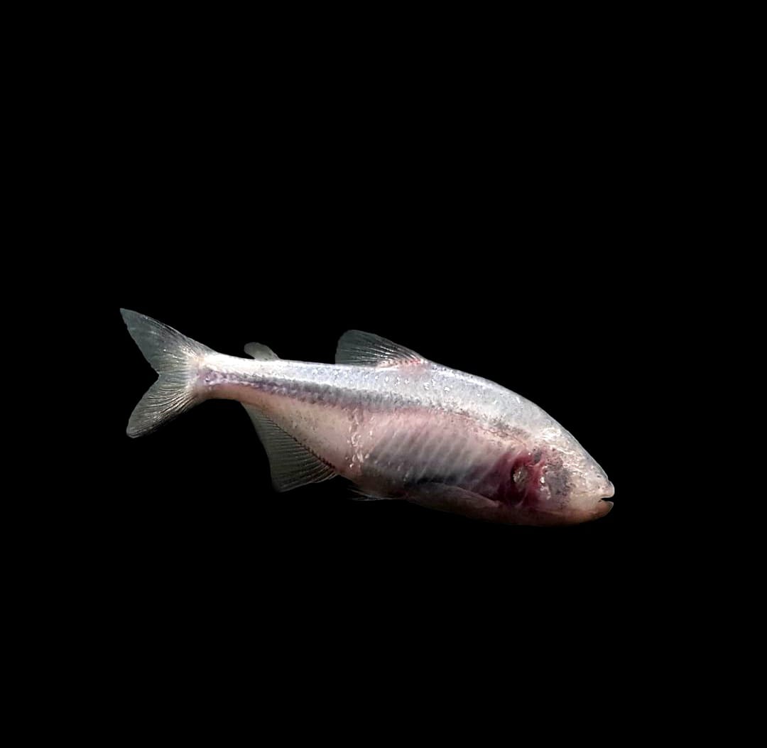 10 häufige Fehler bei der Nano-Aquaristik – und wie du sie vermeidest 🚫🐟