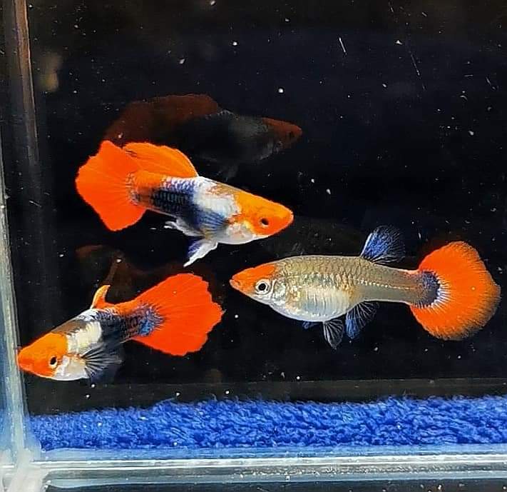 Guppy-Krankheiten erkennen & behandeln 🐟🩺