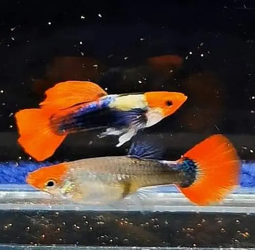 Die schönsten Guppy-Zuchtformen im Überblick 🐠✨ AquaTimo