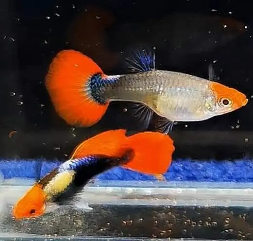 Worauf sollte man beim Guppy-Kauf achten? 🛒🐠 AquaTimo