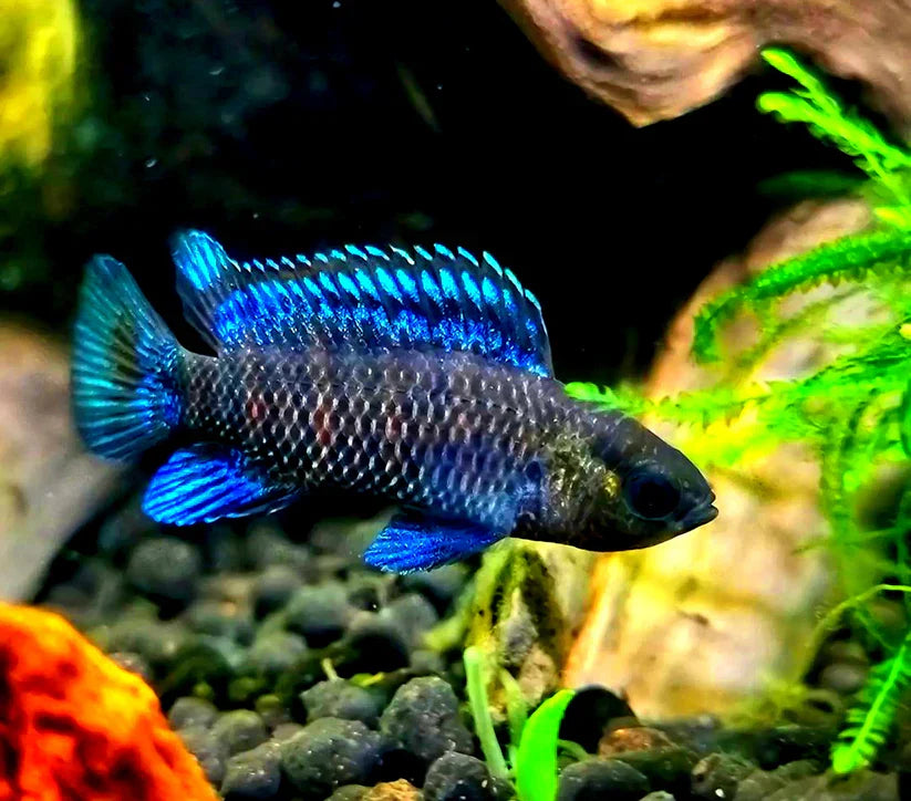 Blaubarsche im Artenbecken oder Gesellschaftsbecken?
