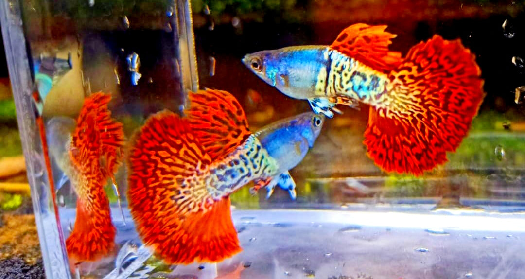 Guppy-Weibchen allein halten – geht das oder nicht? 🤔🐟