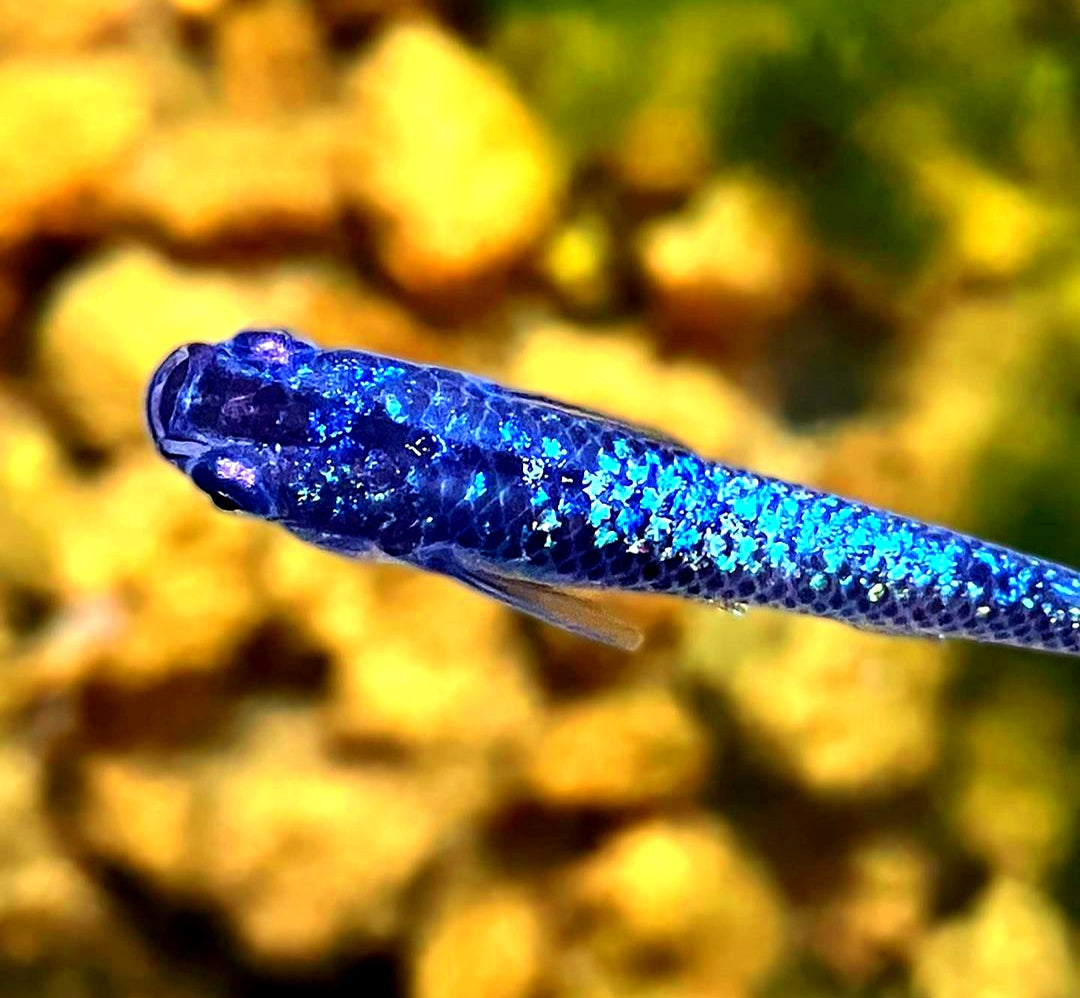 Medaka im Gartenteich: Das musst du beachten! 🌿🐟