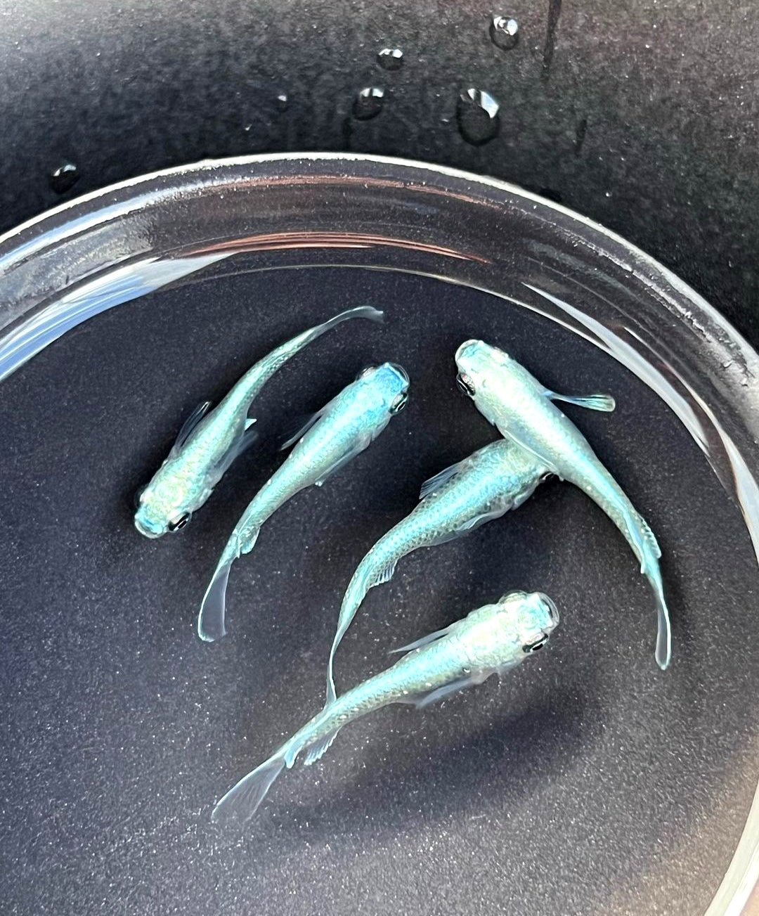 Algen, Schnecken & Co: Wie sieht ein natürliches Medaka-Ökosystem aus? 🌿🐌🐟