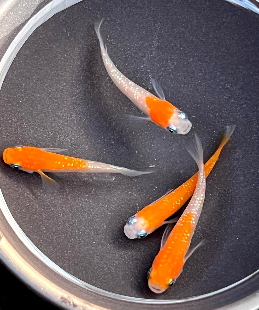 Vergesellschaftung von Medaka: Mit welchen Fischen klappt’s?