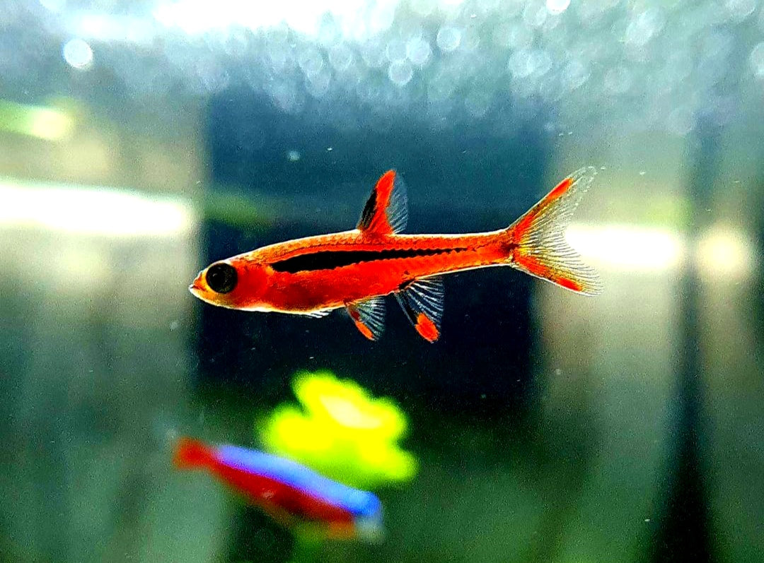 Männchen oder Weibchen? So erkennst du den Unterschied bei Moskito-Bärblingen 🐟❤️