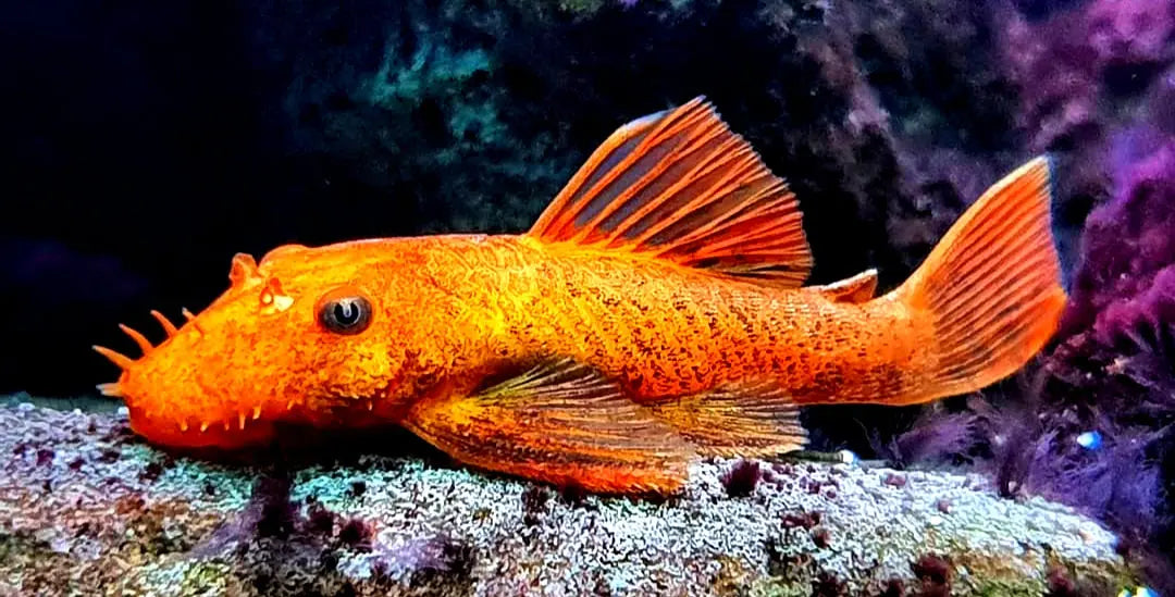 Häufige Krankheiten bei Antennenwelsen – Symptome & Behandlung 🐟🩺 AquaTimo
