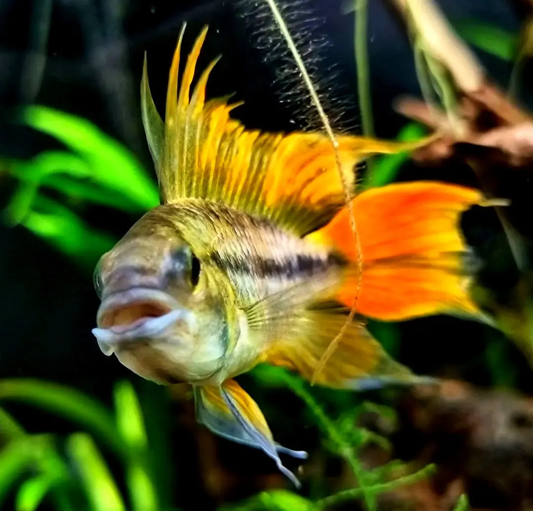 🐣 Kakadu-Zwergbuntbarsche züchten leicht gemacht AquaTimo