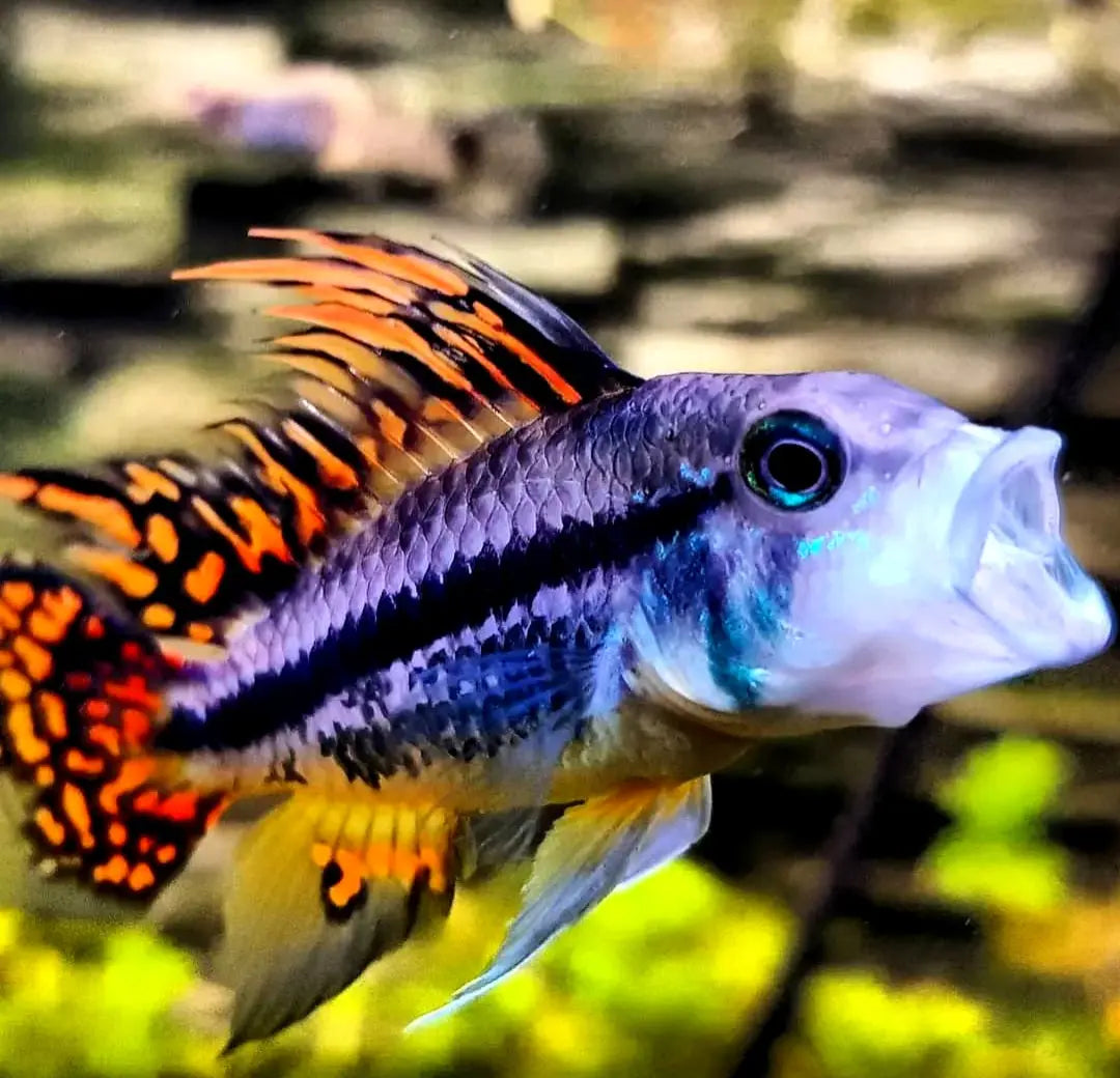 Futter für Kakadu-Zwergbuntbarsche – abwechslungsreich & gesund 🍽️🐟 AquaTimo