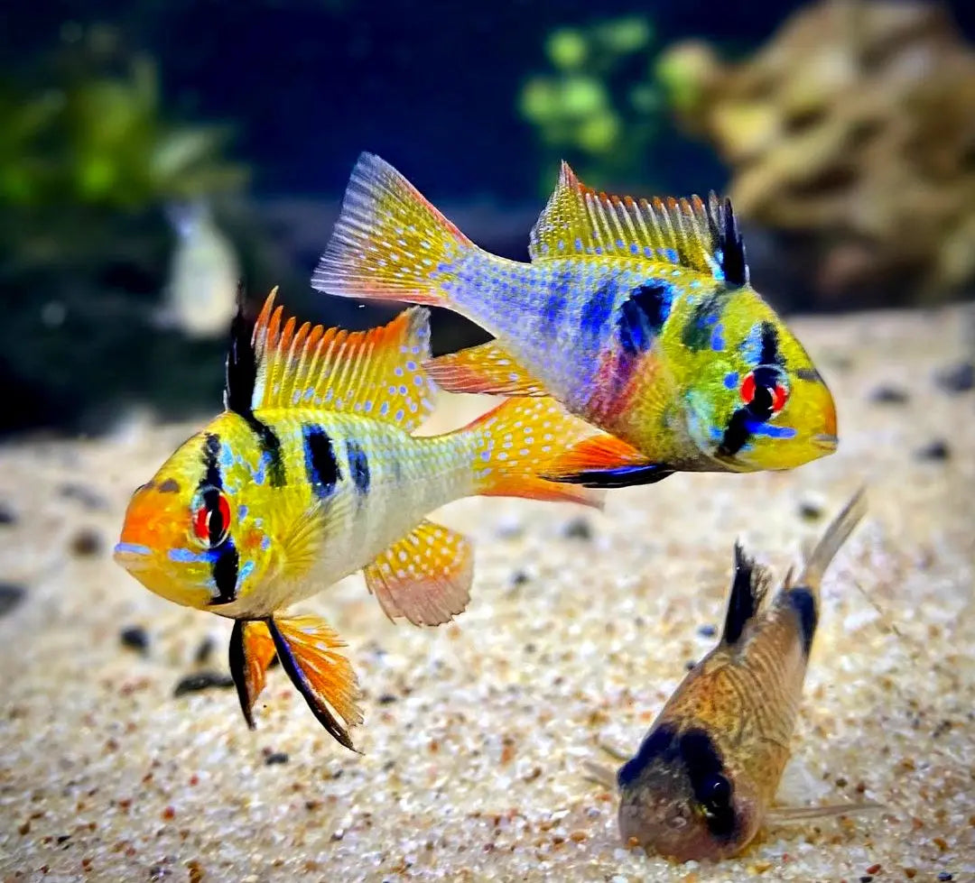 Haltung von Schmetterlingsbuntbarschen im Süßwasseraquarium – Ein umfassender Leitfaden AquaTimo