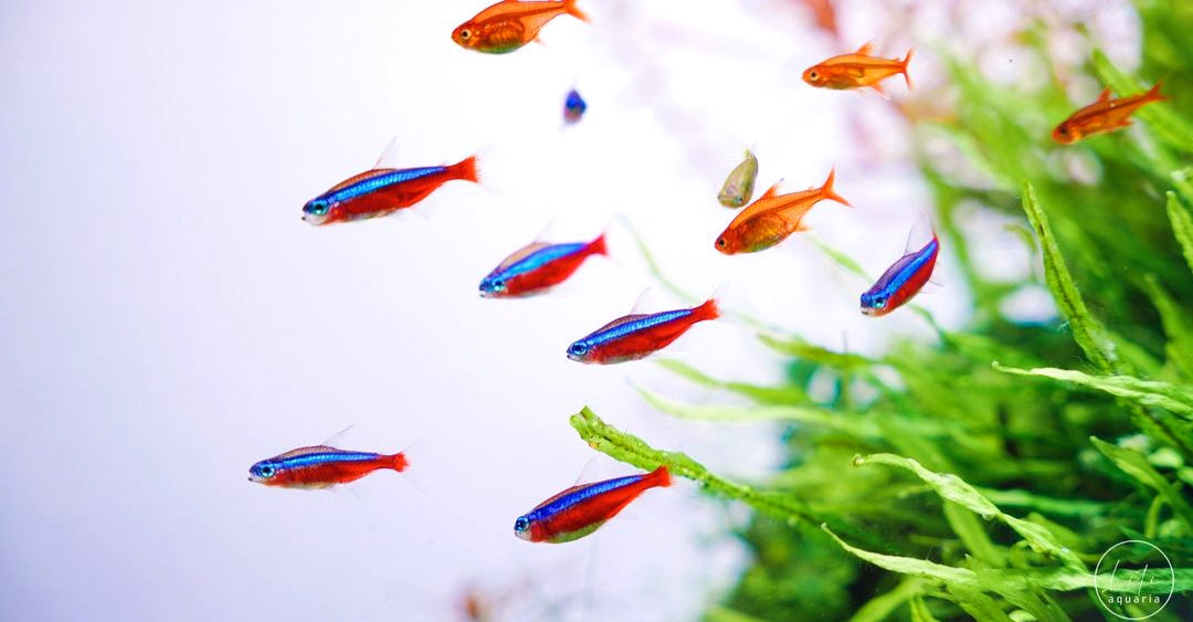 Nachts im Nano-Aquarium – Verhalten von Nanofischen bei Dunkelheit 🌙🐟