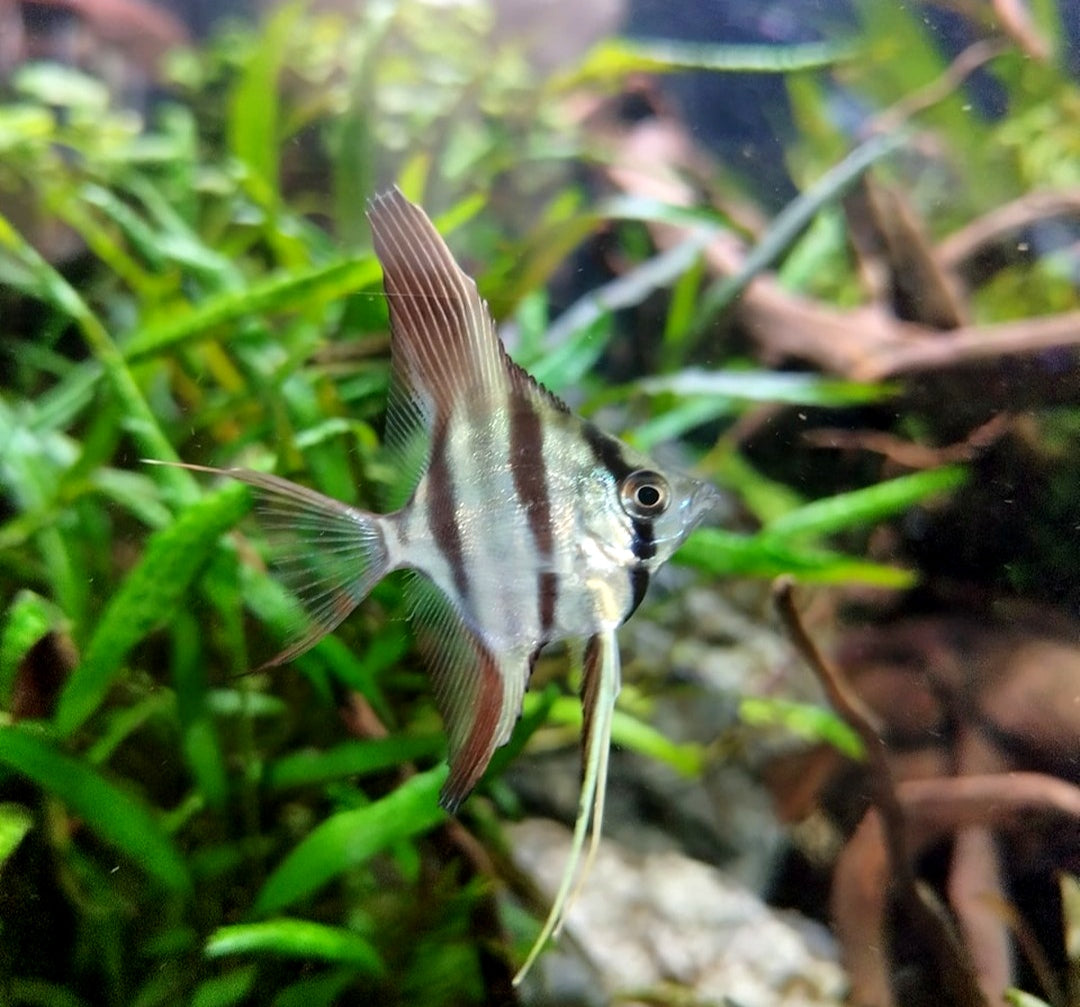 Barschbecken richtig einrichten: Deko, Pflanzen & Struktur 🐟🏞️