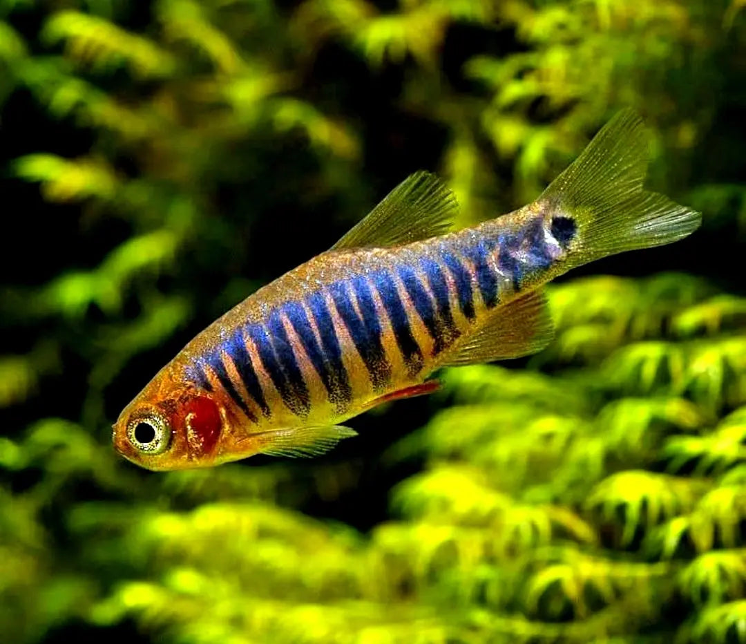 Nano-Aquarium einrichten für Nanofische – so klappt’s! 🐠🌿 AquaTimo