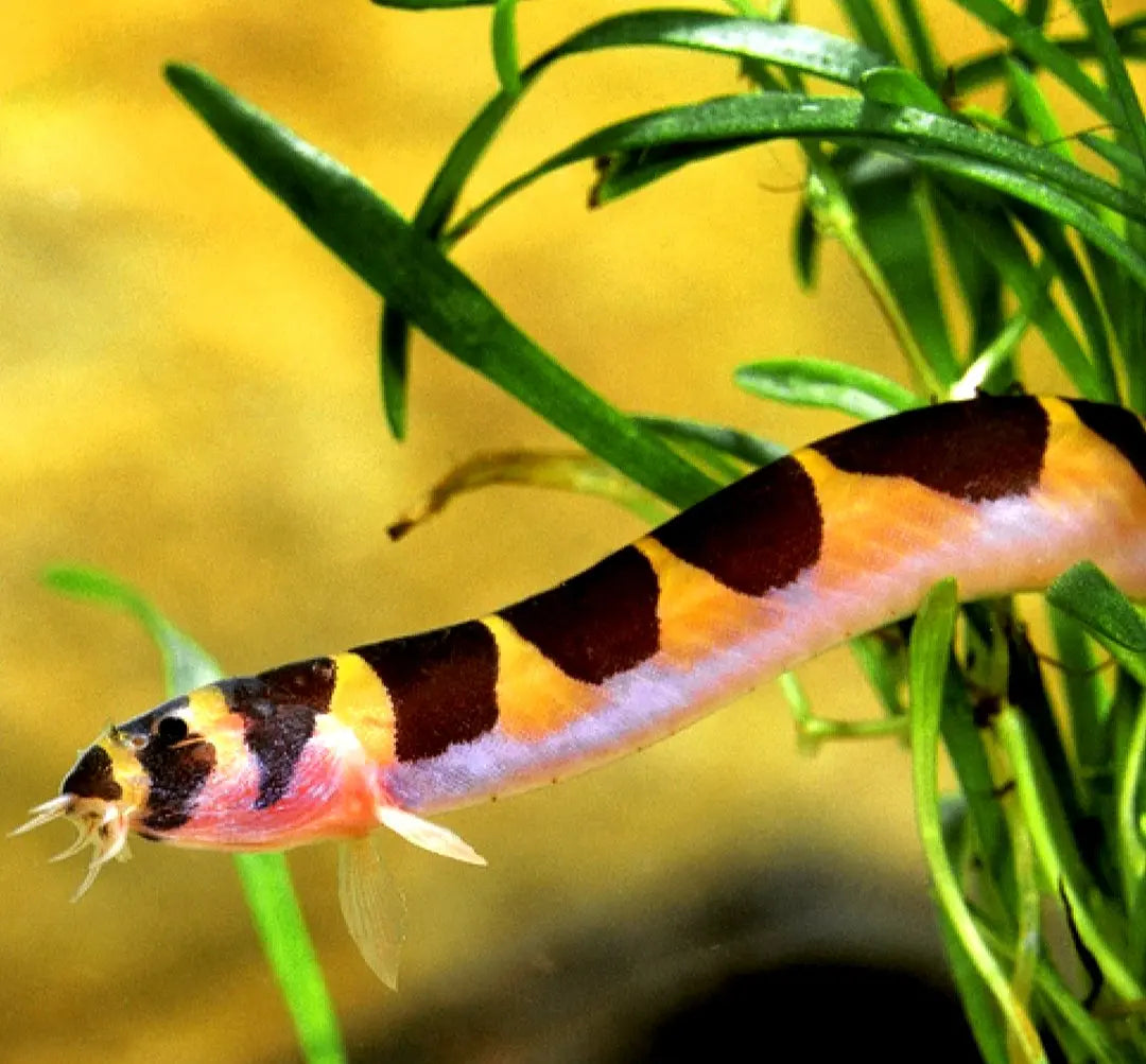 Dornaugen: Geheimnisvolle Bodenbewohner für dein Aquarium AquaTimo