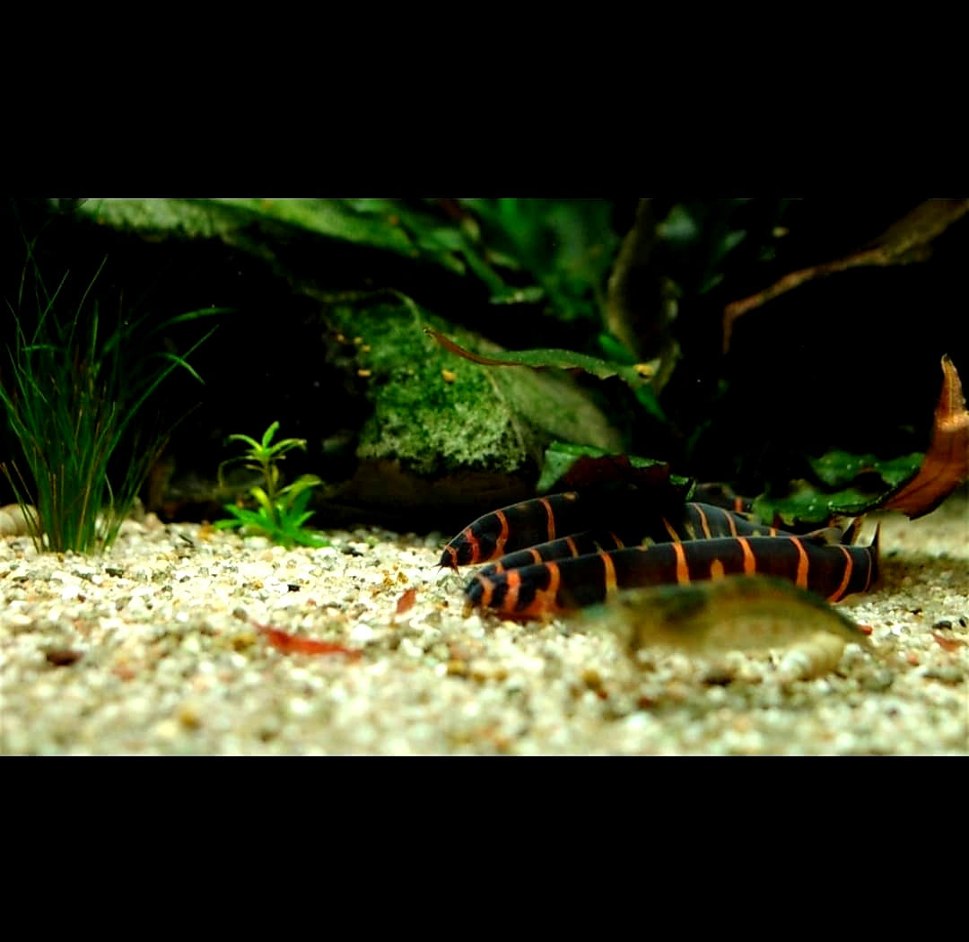 Können Dornaugen aus dem Aquarium entkommen? Tipps zur Beckenabsicherung