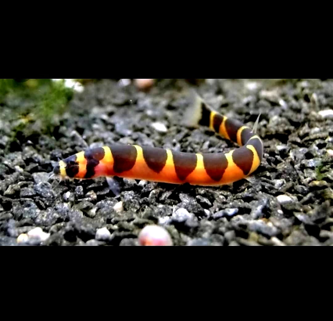 Fortpflanzung von Dornaugen: Warum die Zucht im Aquarium so schwierig ist