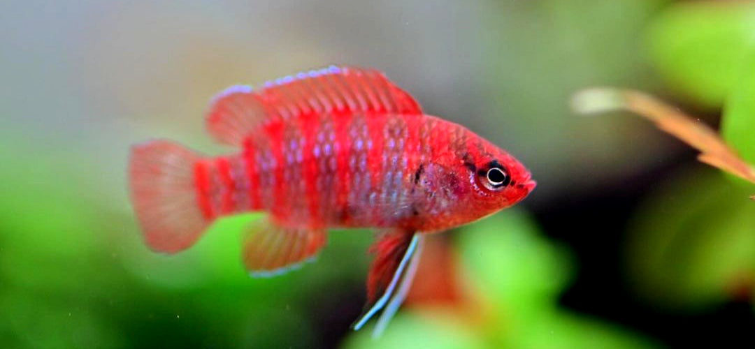 Zuchtbericht: Dario dario (Scarlet Badis)