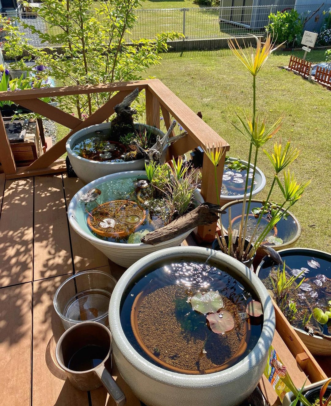 ⭐ Überwinterung von Medaka im Outdoor-Bereich: Ein umfassender Leitfaden