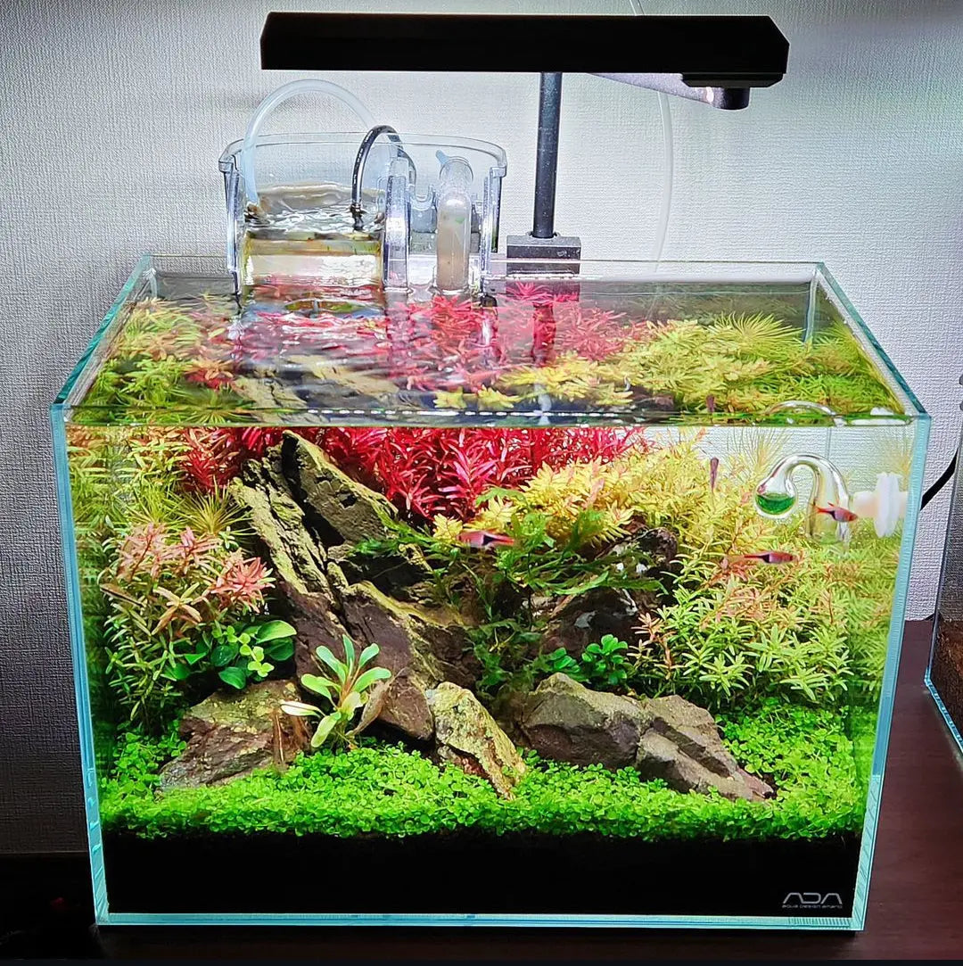 Die Faszination der Nano-Aquarien: Ein umfassender Leitfaden AquaTimo