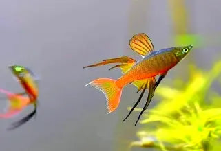 Filigrane Regenbogenfische (Iriatherina werneri): Elegante Schönheiten für dein Aquarium AquaTimo