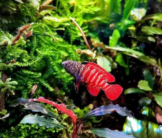 Dario tigris: Der exotische Zwergfisch für besondere Aquarien AquaTimo