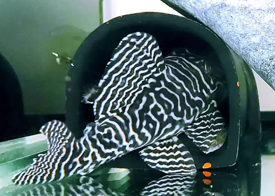 Zuchtbericht: L66 Wels (Hypancistrus sp.) – Königs-Zebra-Hypancistrus AquaTimo