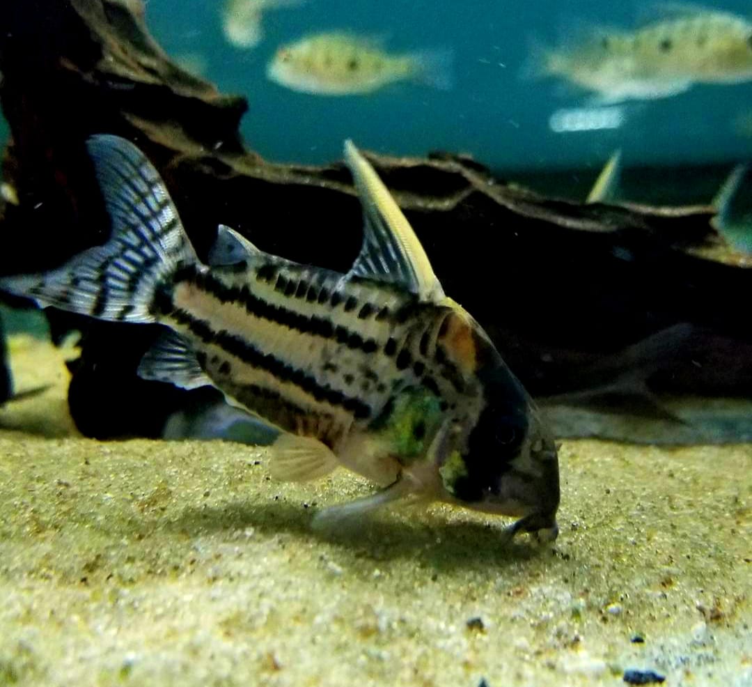 Corydoras super schwarzi – Haltung, Pflege und Zucht