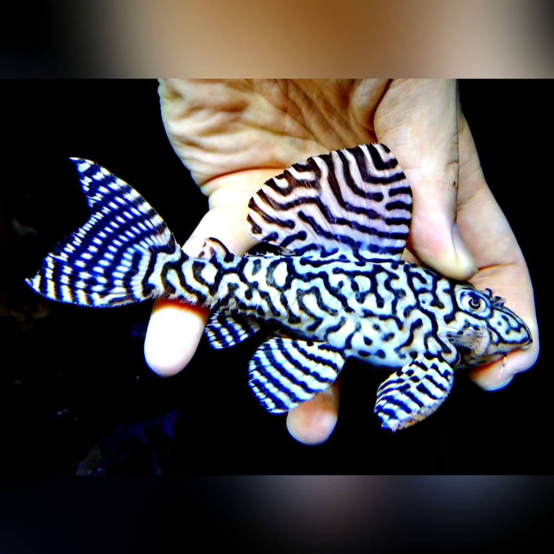 Der L333 Hypancistrus King Tiger – Ein Streifenkünstler für dein Aquarium