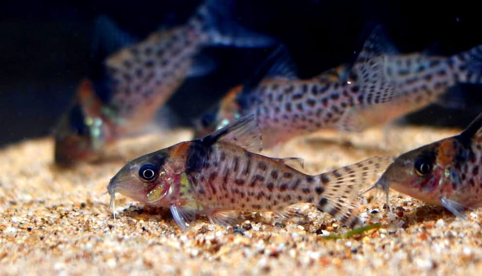 Corydoras punctatus "Nanay" – Ein Juwel für dein Aquarium