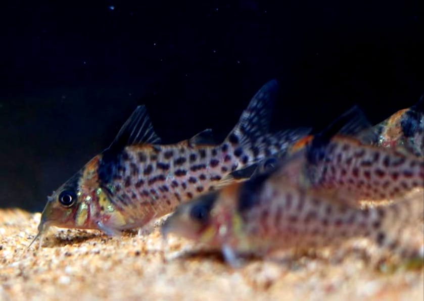 Zuchtbericht: Corydoras punctatus "Nanay"