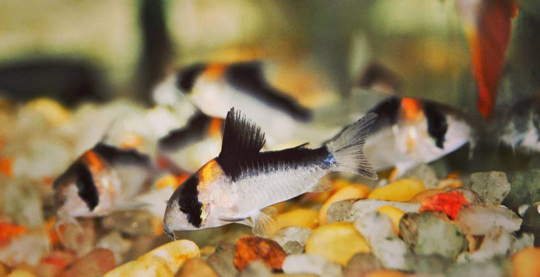 Corydoras Adolfo's – Ein besonderer Panzerwels für Dein Aquarium