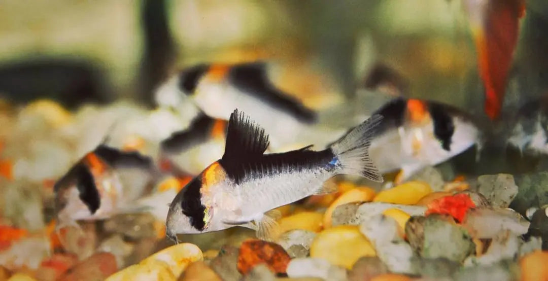 Corydoras Adolfo's – Ein besonderer Panzerwels für Dein Aquarium AquaTimo