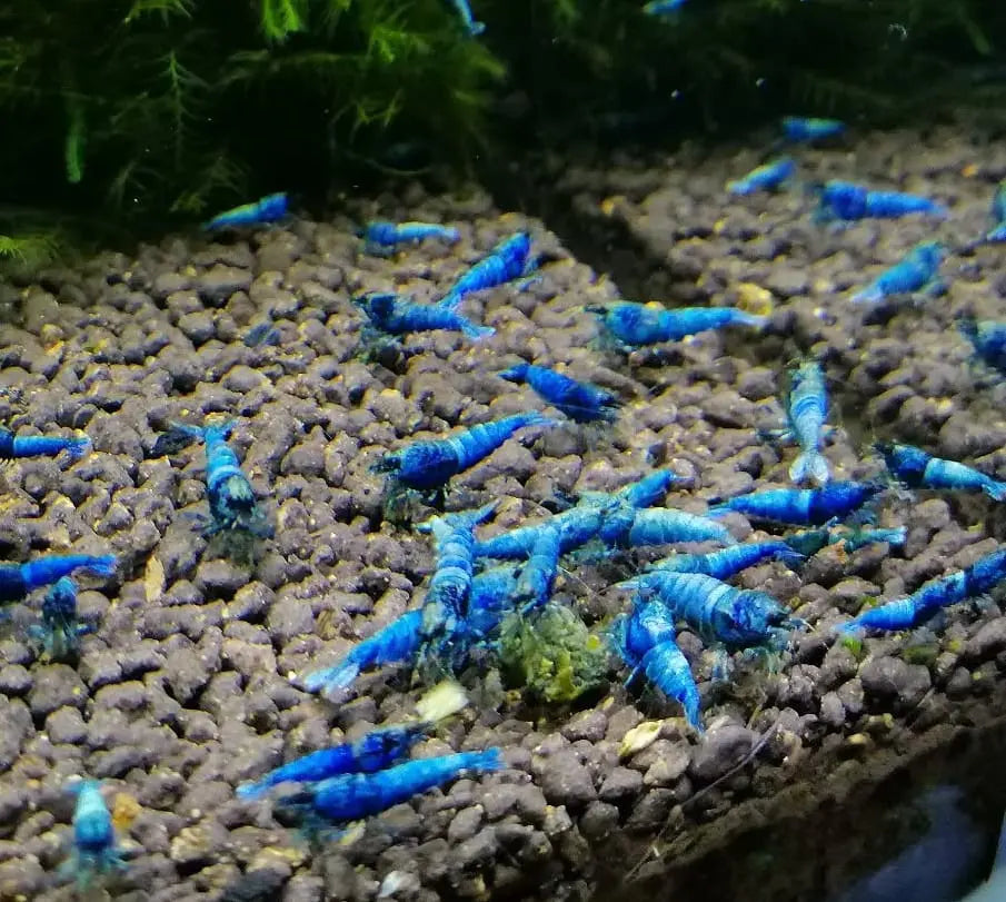 Zuchtbericht: Blue Bolt Garnele – Erfolgreiche Nachzucht der edlen Taiwan Bee im Aquarium AquaTimo