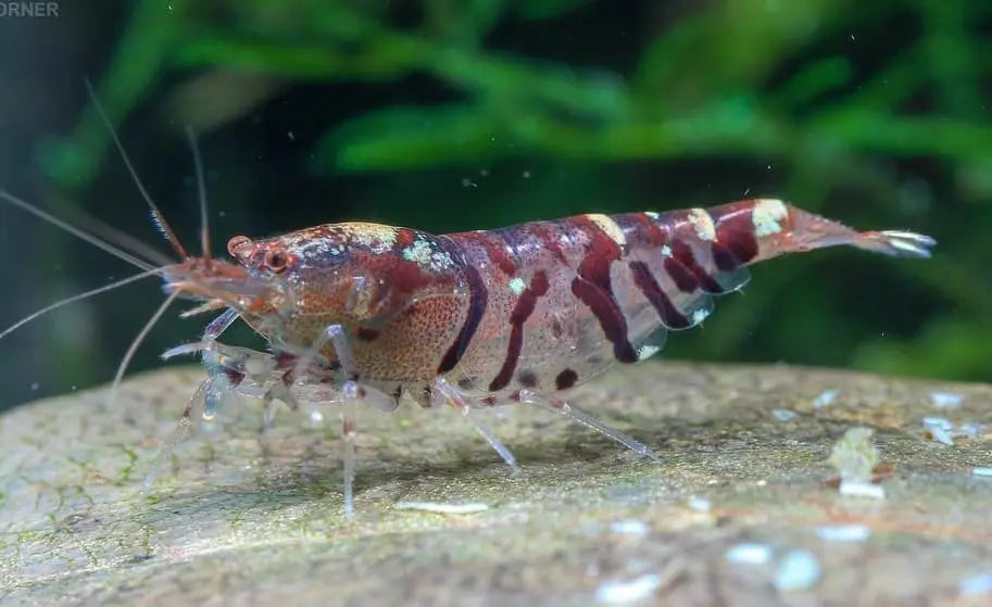 Haltung der Tigergarnele DNZ – Caridina mariae für Einsteiger und Fortgeschrittene AquaTimo