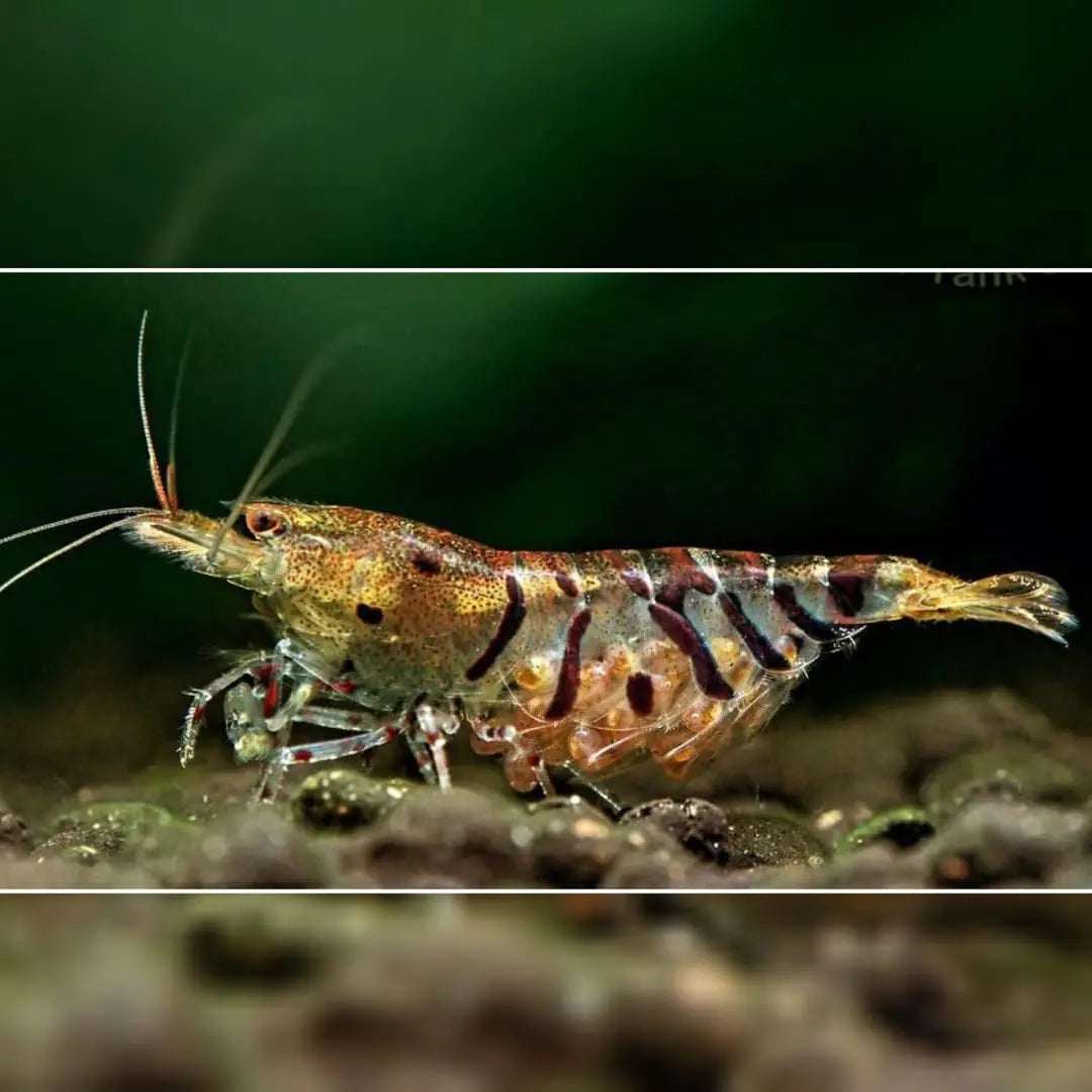 Zuchtbericht: Tigergarnele DNZ – Caridina mariae erfolgreich vermehren AquaTimo