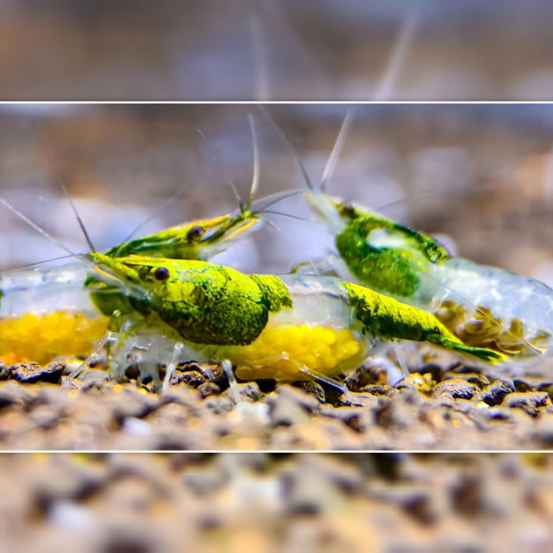 Green Rili Garnele – Haltung der kontrastreichen Neocaridina davidi