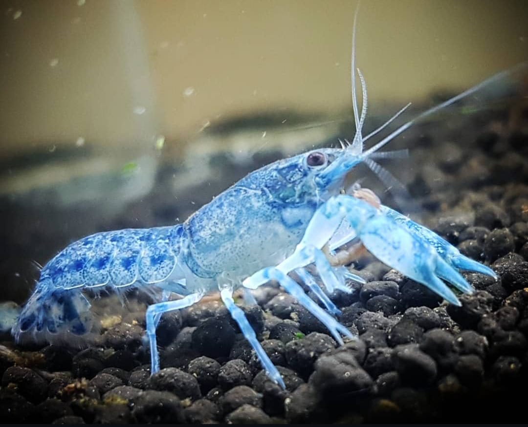 Cambarellus diminutus – Haltung des kleinsten Zwergkrebses im Aquarium