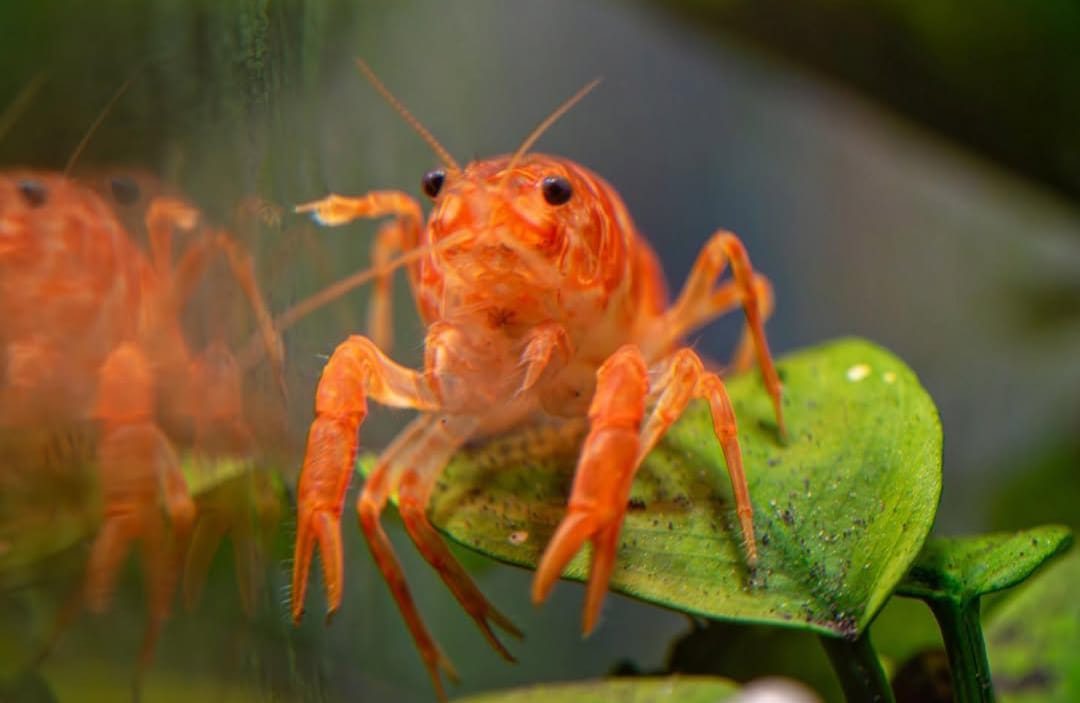 CPO-Krebs – Haltung des orangefarbenen Zwergflusskrebses im Aquarium