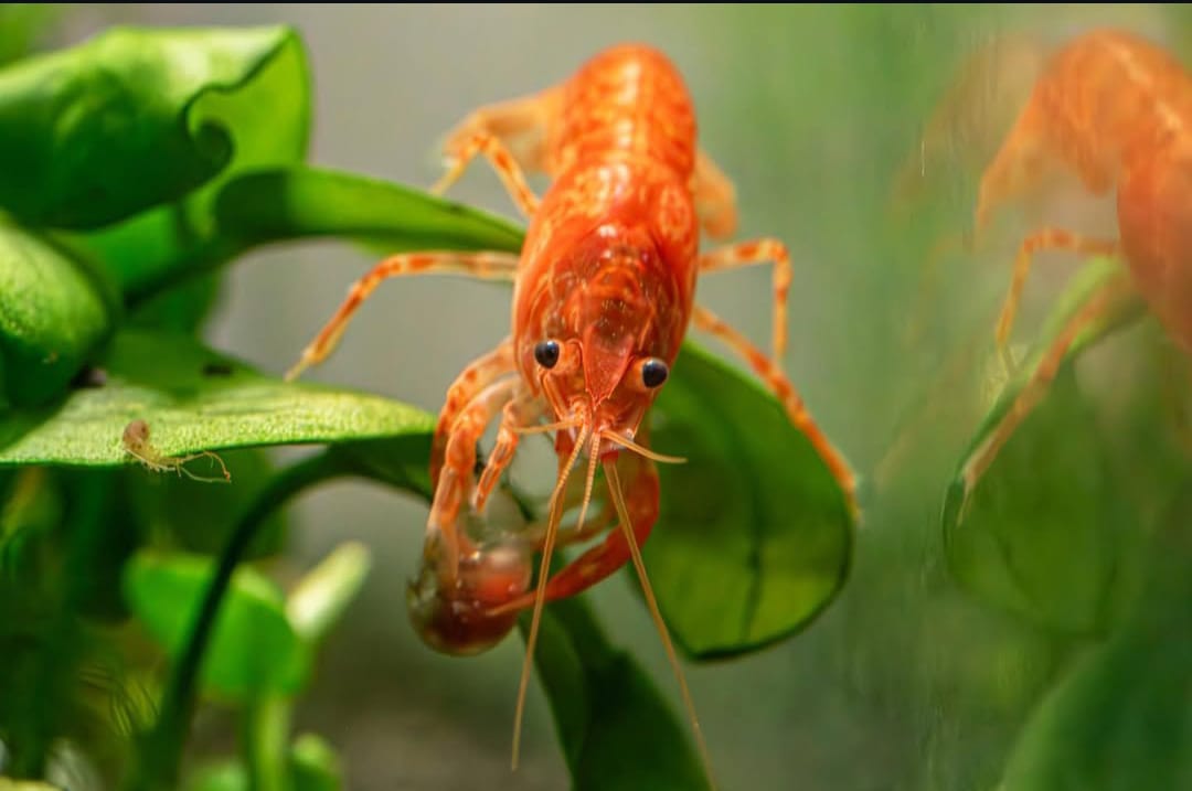 Zuchtbericht: Cambarellus patzcuarensis "orange" – So züchtest du erfolgreich CPO-Krebse