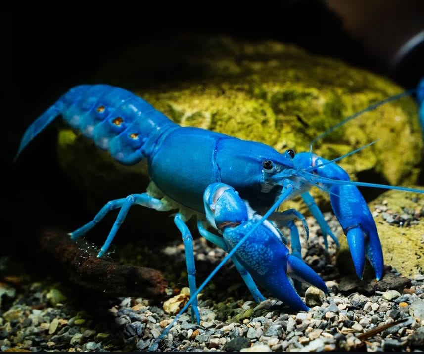 Cherax destructor – Haltung des Blauen Yabby im Aquarium