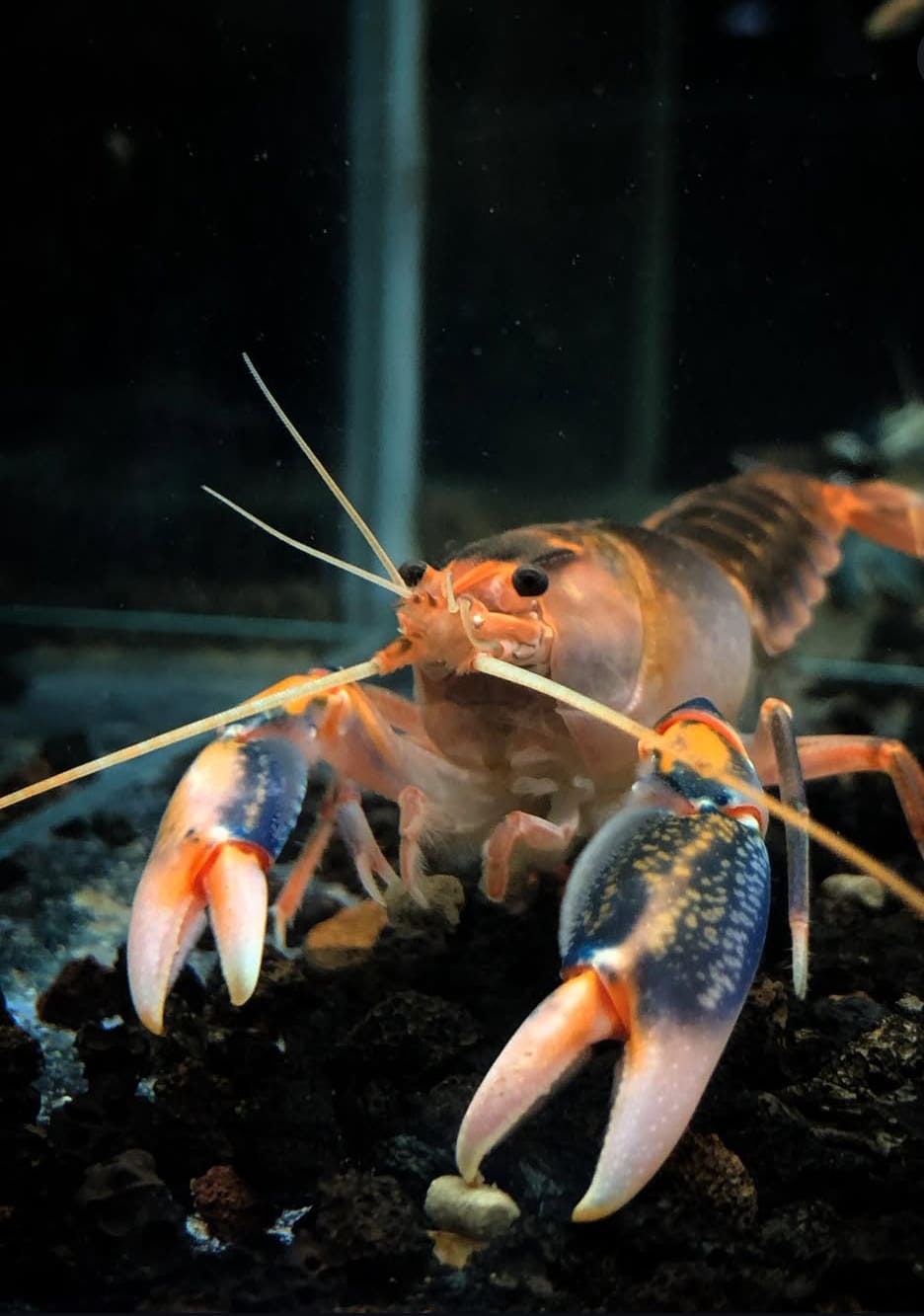 Zuchtbericht: Volcano Yabby – Erfolgreiche Nachzucht des farbenprächtigen Cherax-Krebses