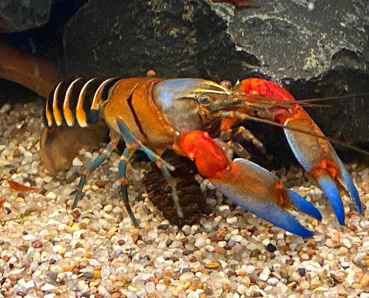 Zucht von Cherax-Krebsen – so gelingt die Nachzucht im Aquarium